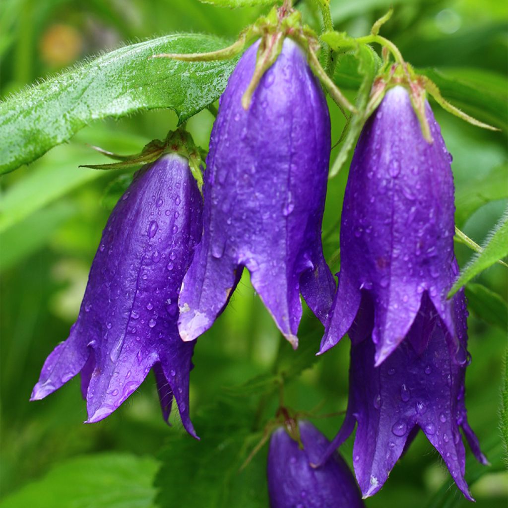 Campanula Sarastro - Klokje