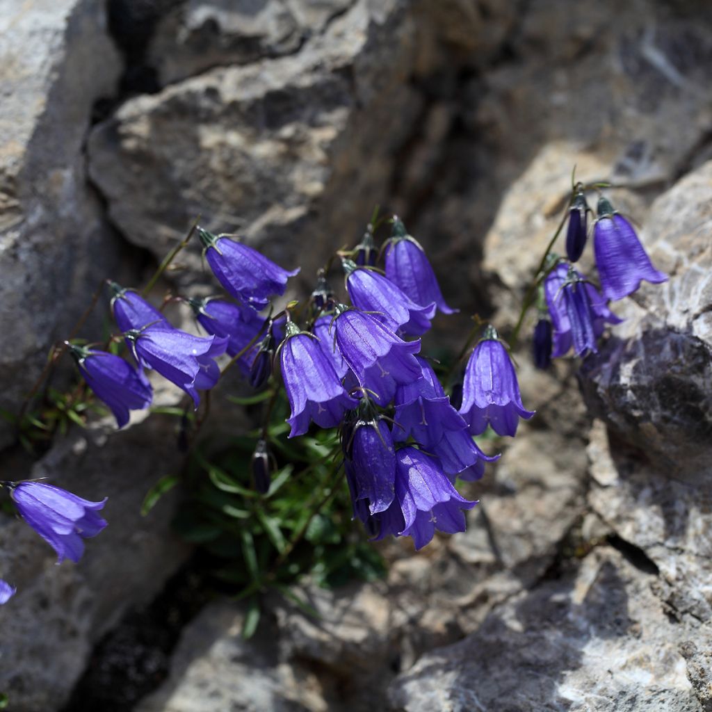 Campanula cochleariifolia - Klokje