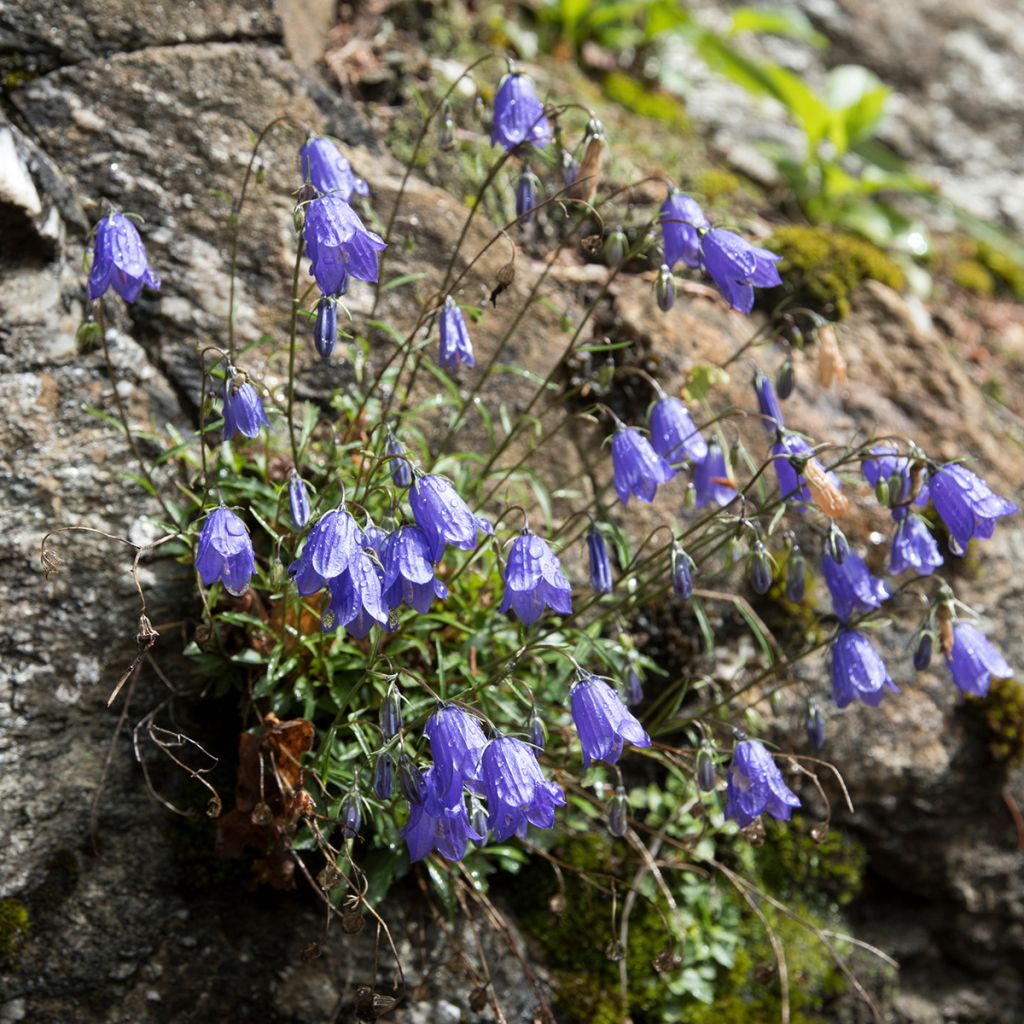 Campanula cochleariifolia - Klokje
