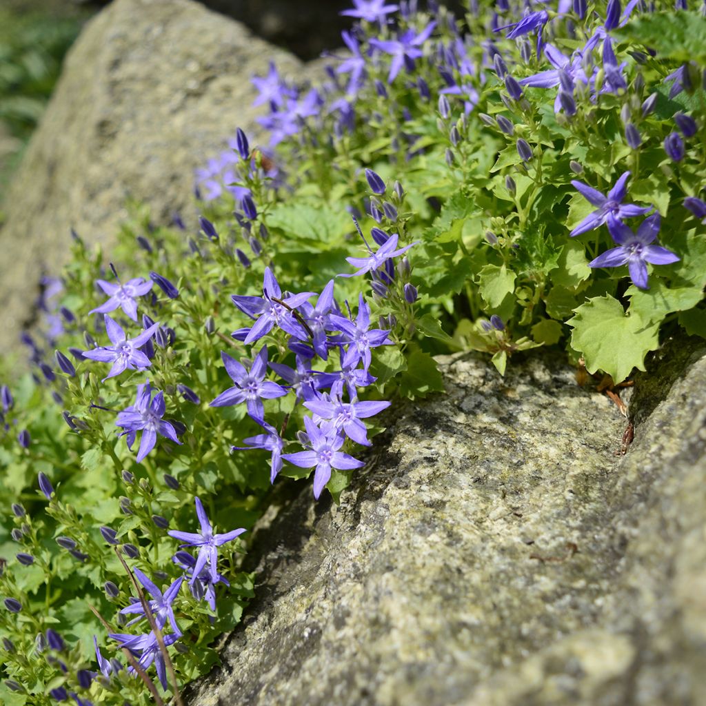Campanula garganica - Klokje