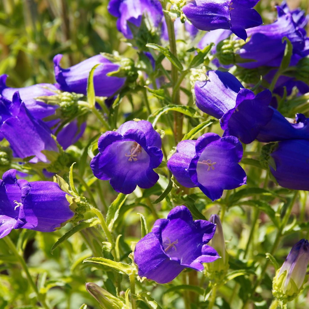 Campanula medium Blau - Mariëtteklokje
