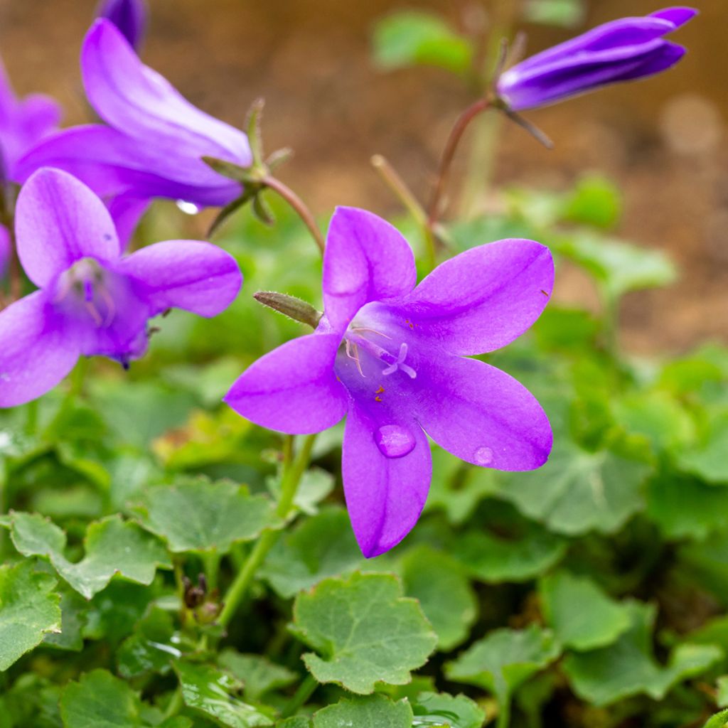 Campanula poscharskyana Resholt Variety - Kruipklokje