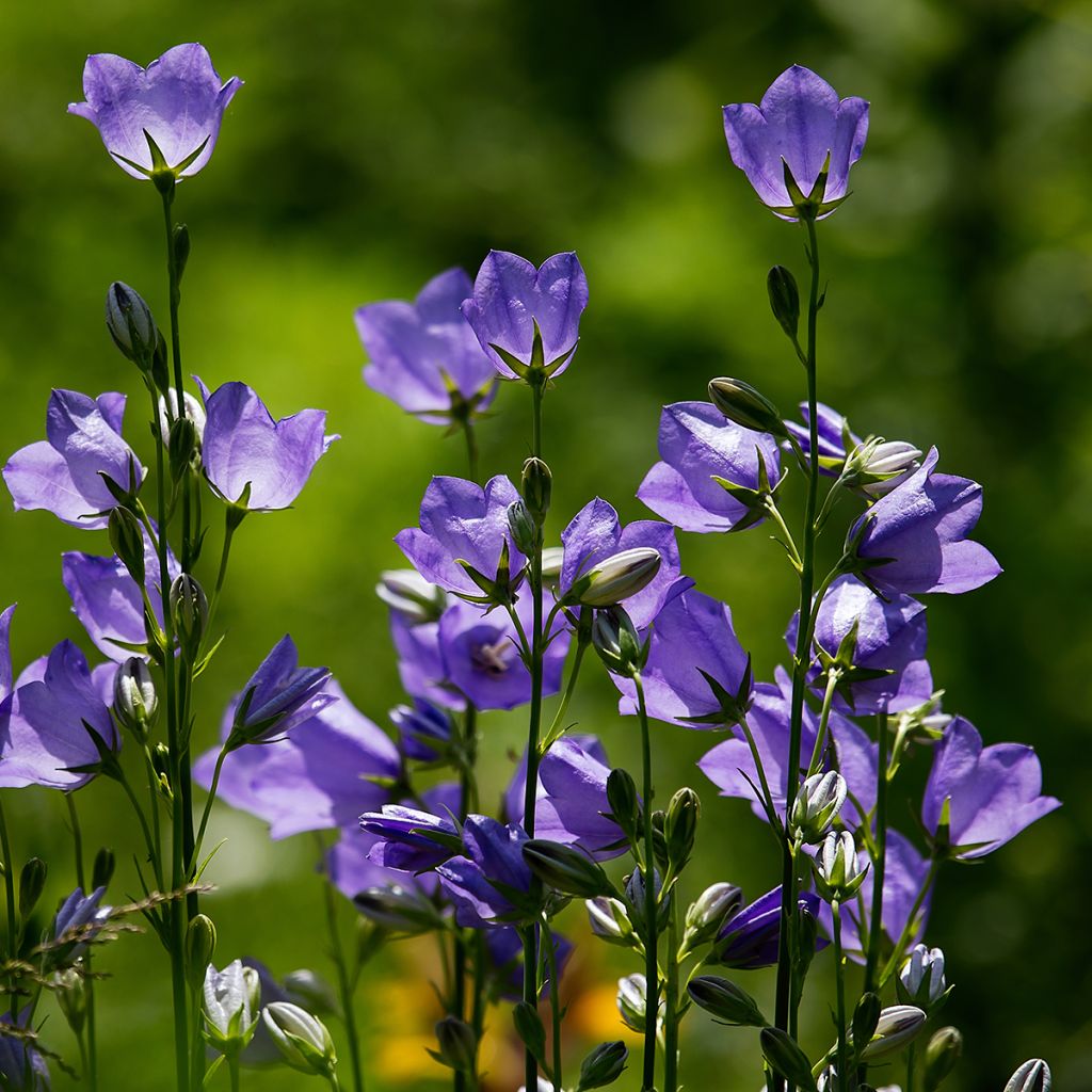 Campanula rotundifolia - Grasklokje