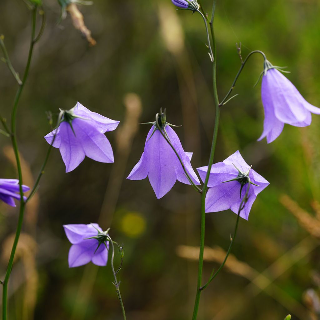 Campanula rotundifolia - Grasklokje