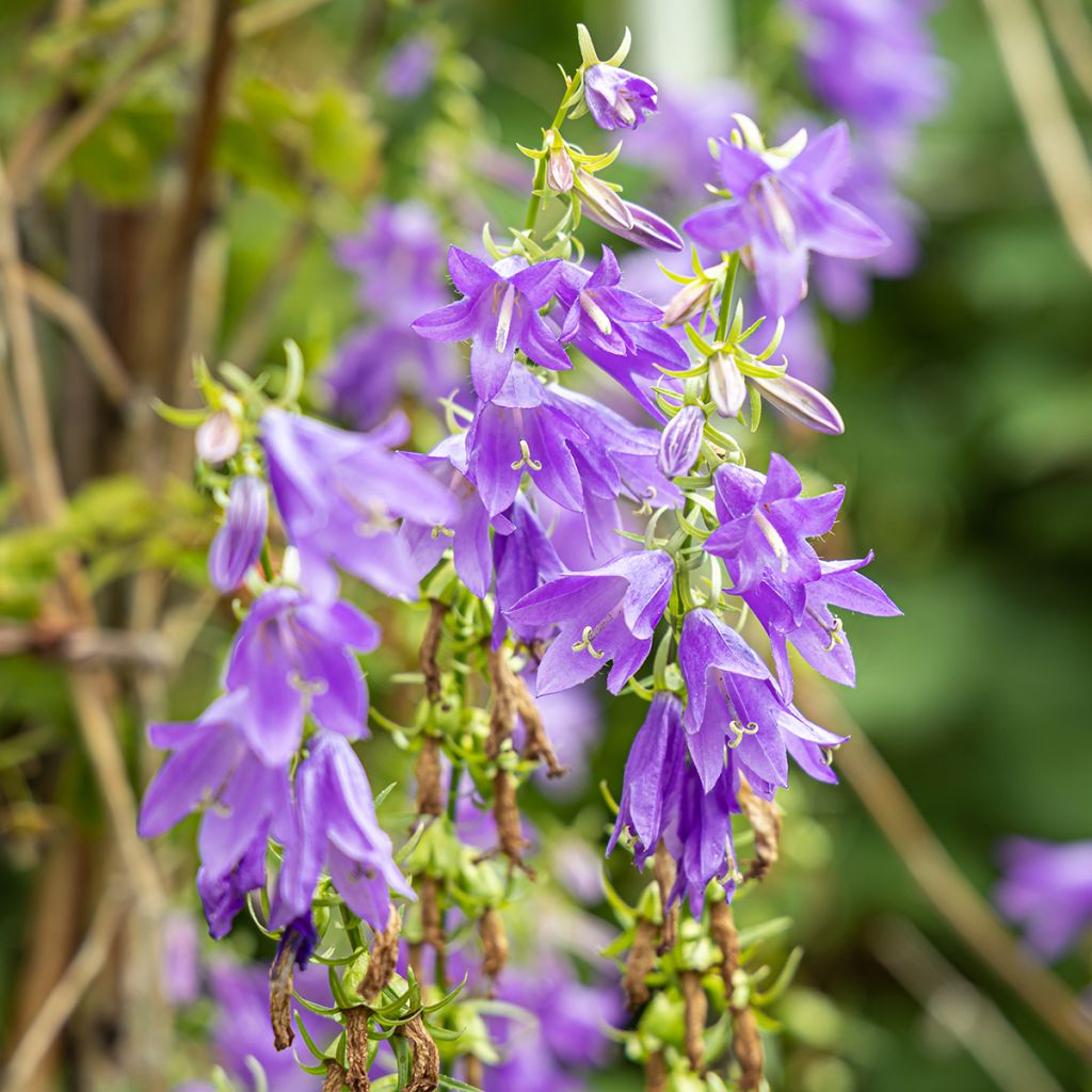 Campanula trachelium - Ruig klokje