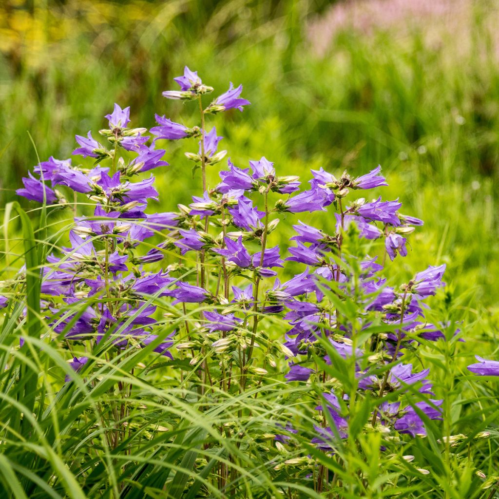 Campanula trachelium - Ruig klokje