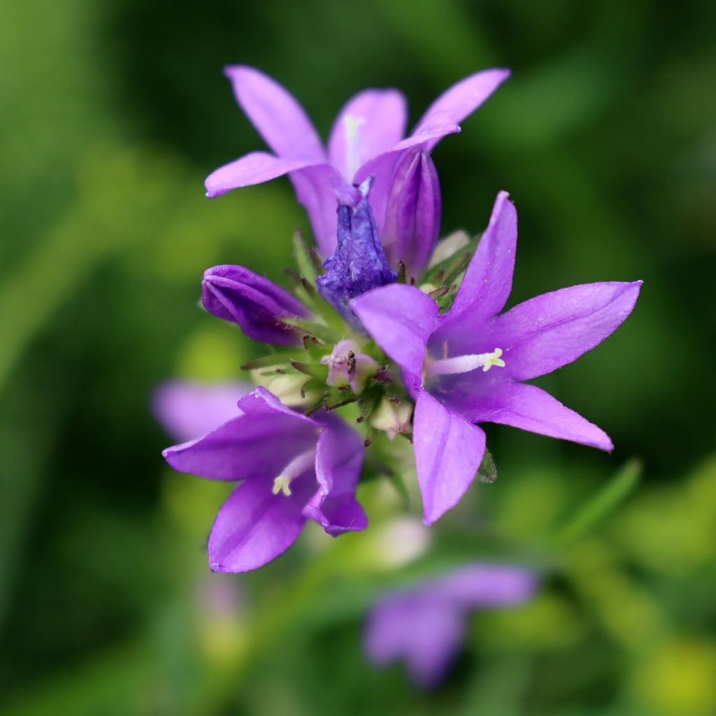 Campanula trachelium - Ruig klokje