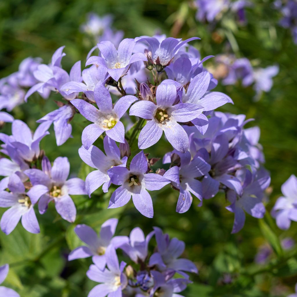 Campanula glomerata Superba - Kluwenklokje