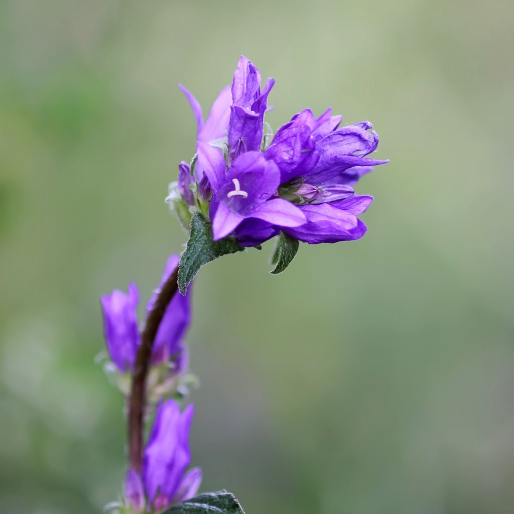 Campanula glomerata Superba - Kluwenklokje