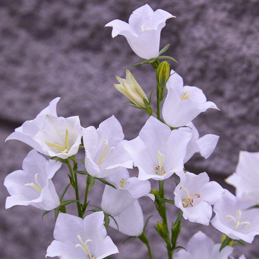 Campanula persicifolia Alba - Prachtklokje