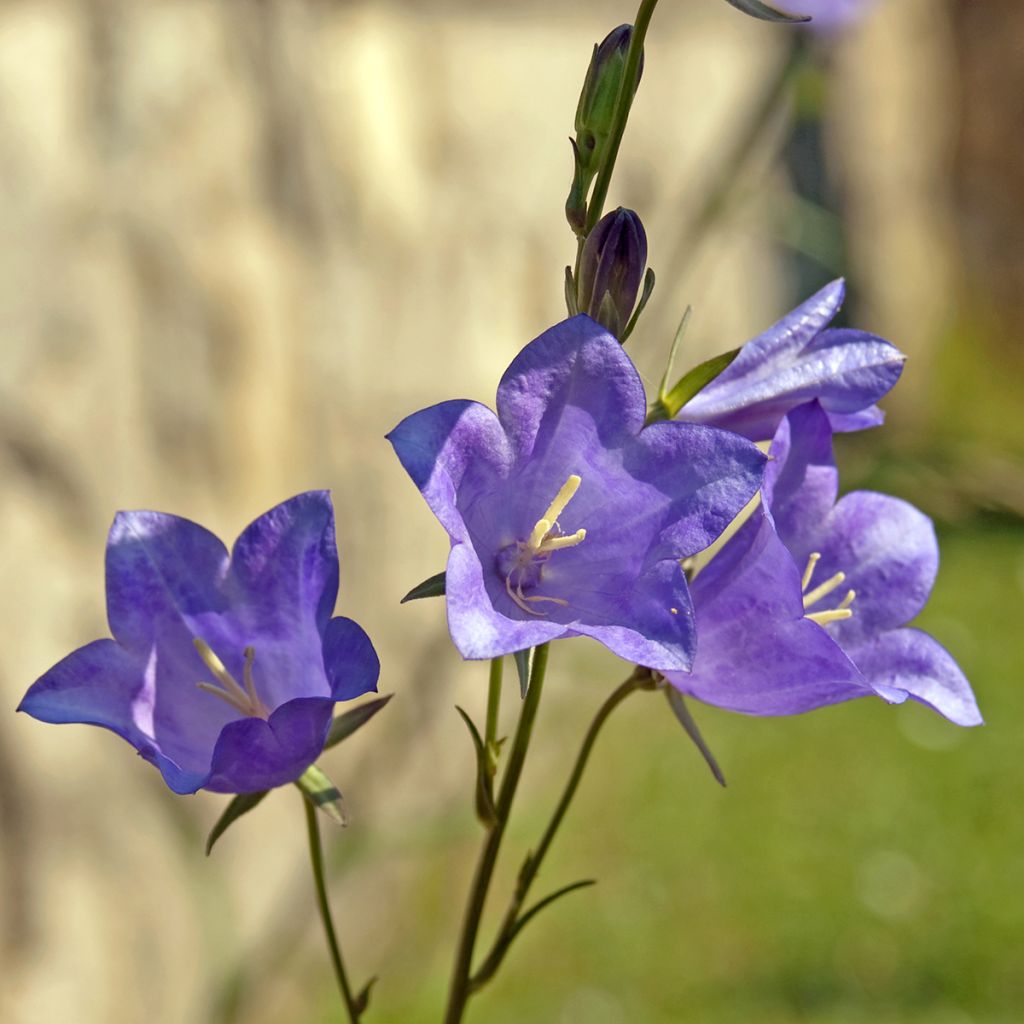 Campanula persicifolia - Prachtklokje