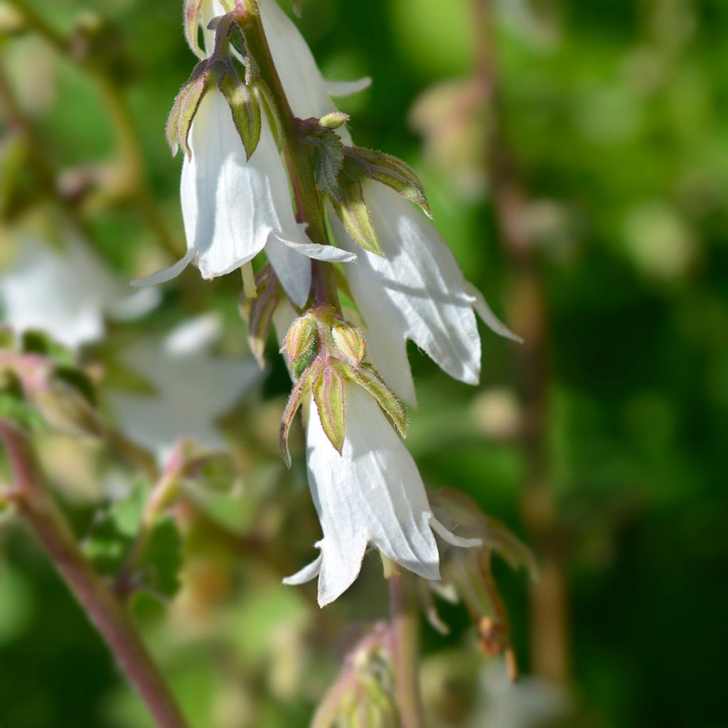 Campanula alliariifolia - Klokje