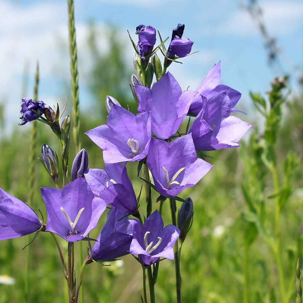 Campanula carpatica - Karpatenklokje