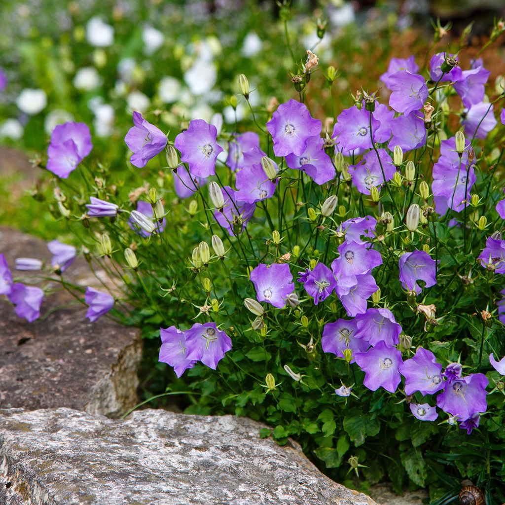 Campanula carpatica Clips bleue - Karpatenklokje