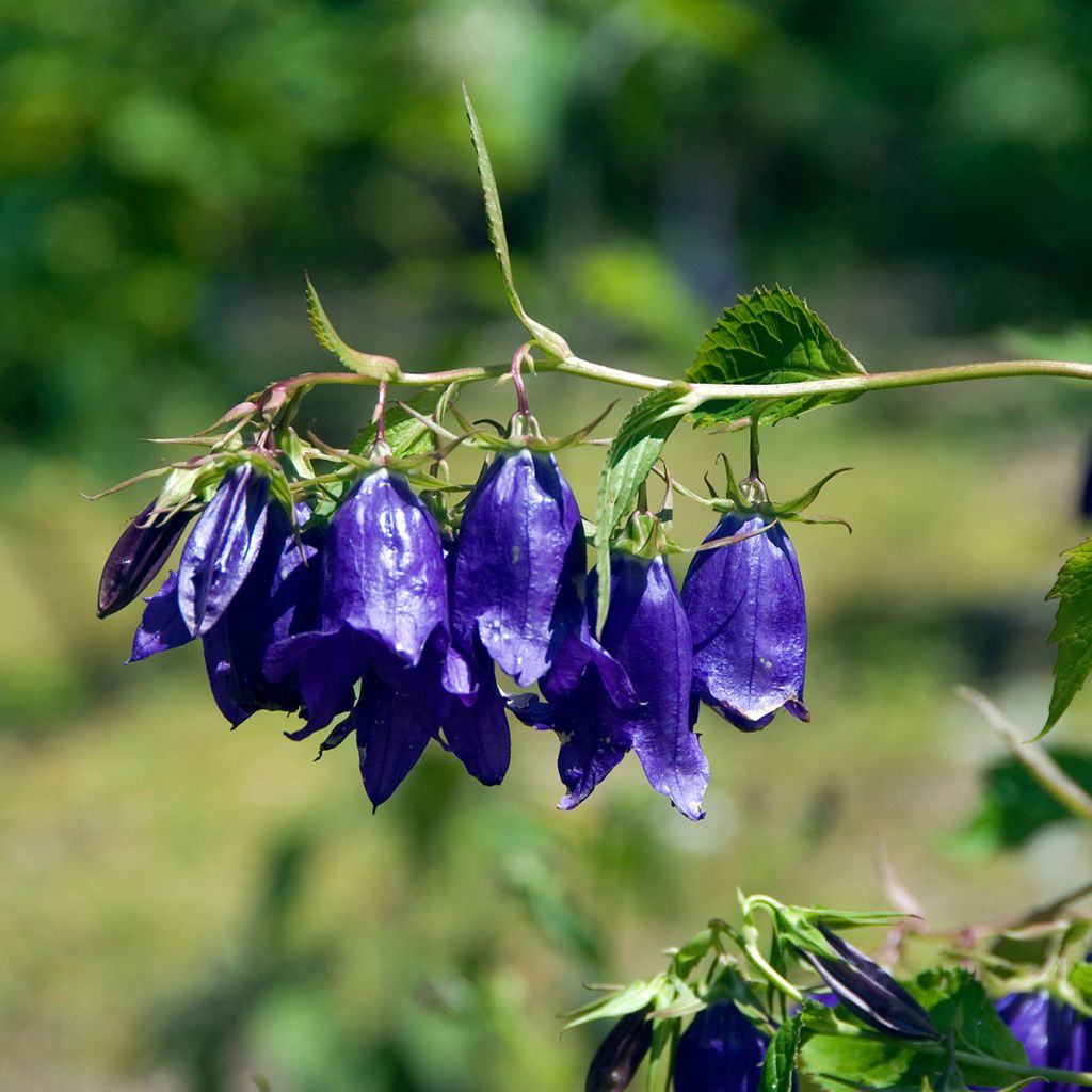 Campanula Kent Belle - Klokje