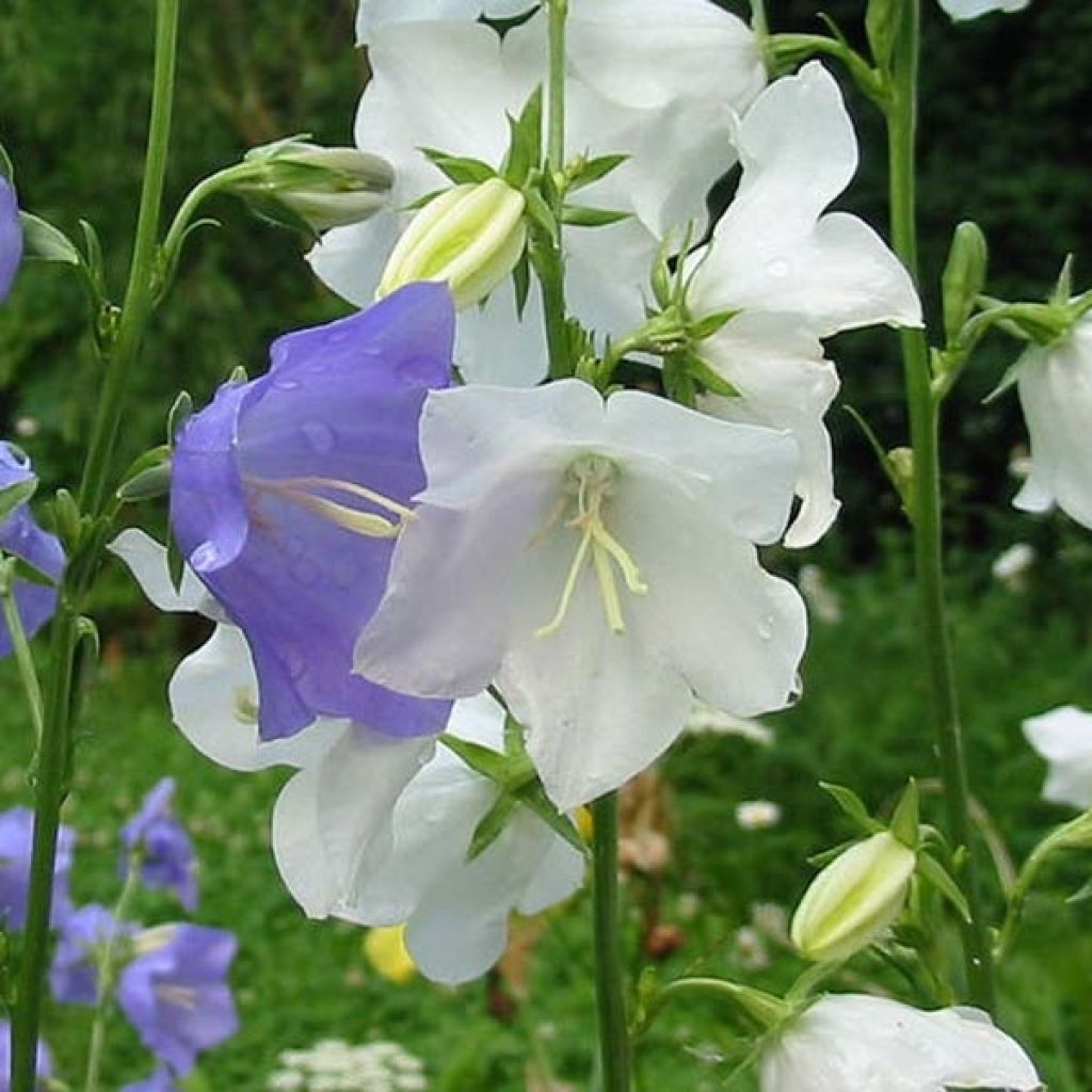 Campanula persicifolia Alba - Prachtklokje