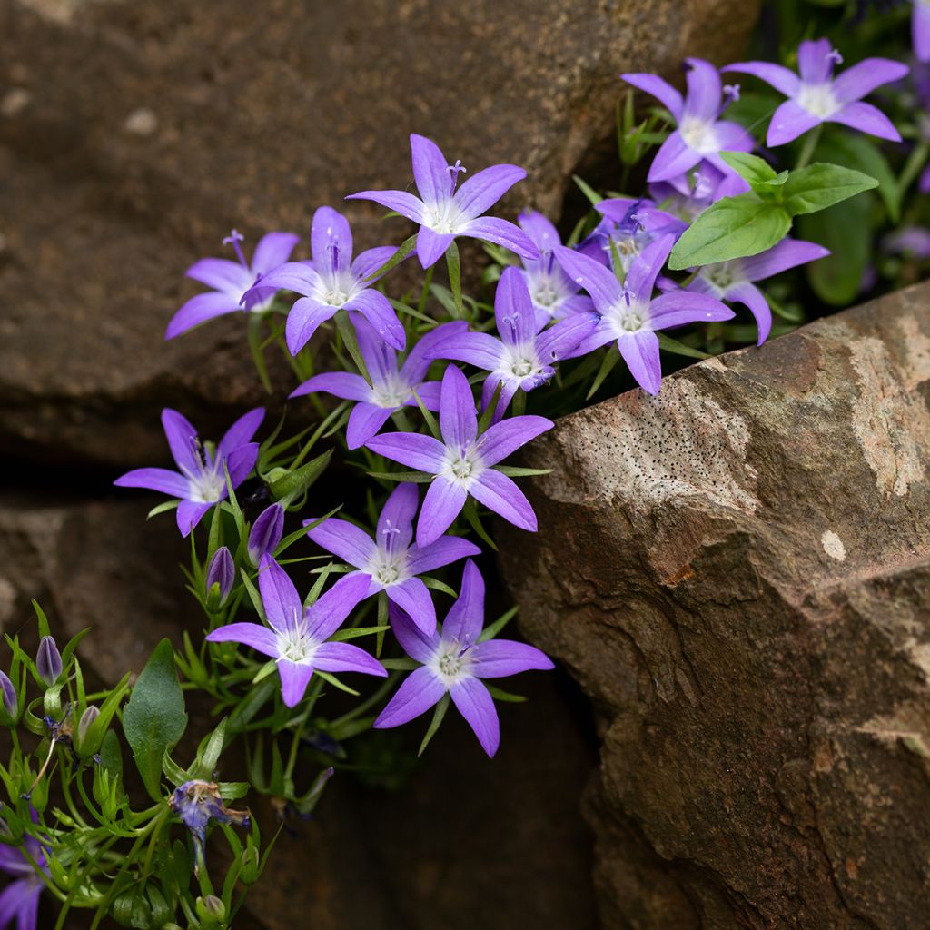 Campanula poscharskyana - Kruipklokje