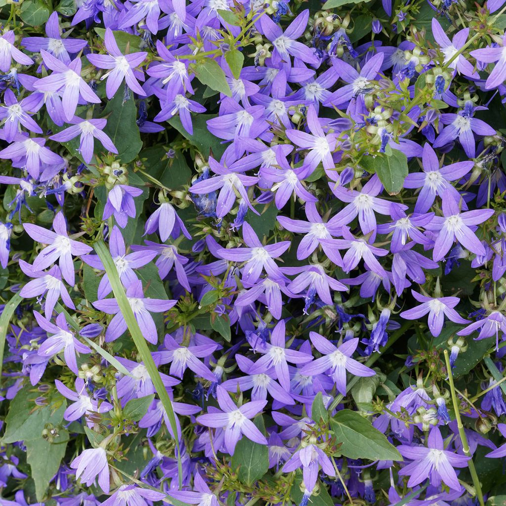 Campanula poscharskyana - Kruipklokje