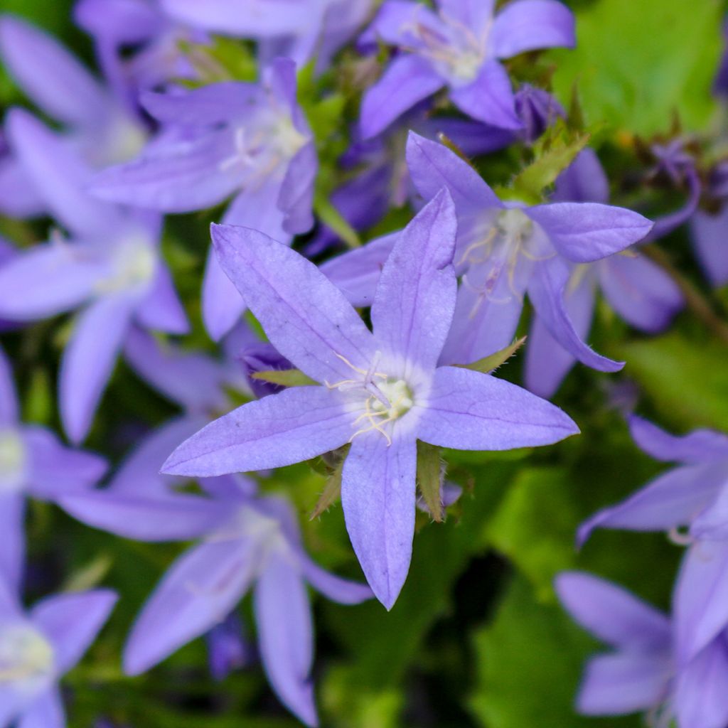 Campanula poscharskyana - Kruipklokje