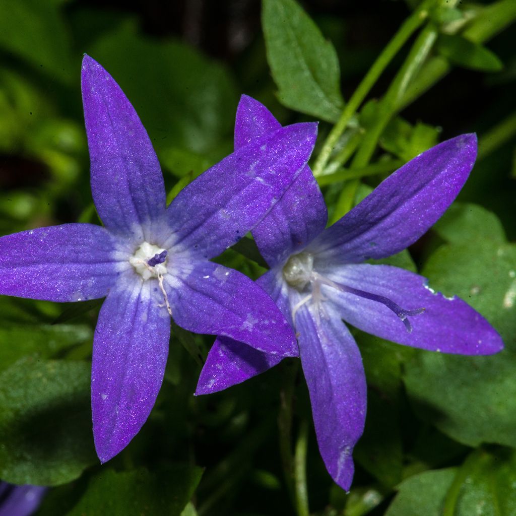 Campanula poscharskyana - Kruipklokje