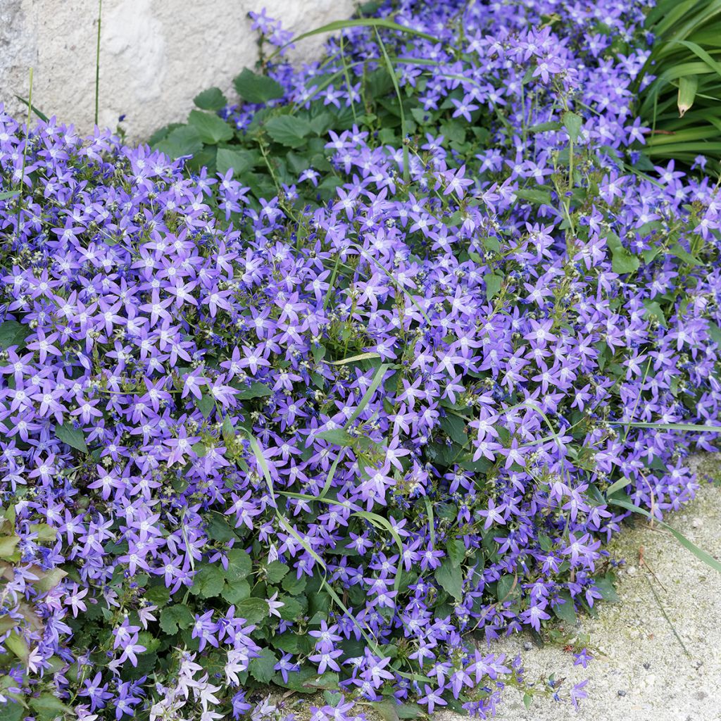 Campanula poscharskyana - Kruipklokje