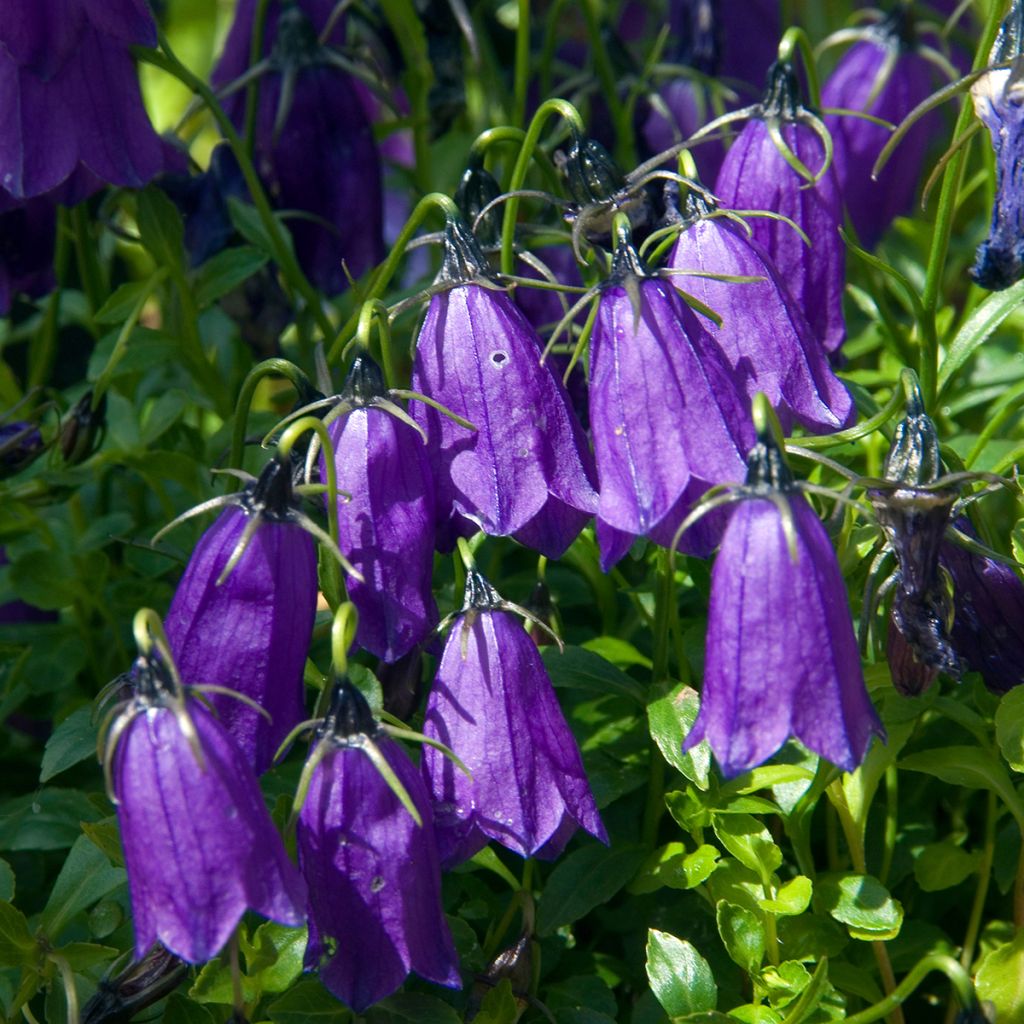 Campanula pulla - Klokje