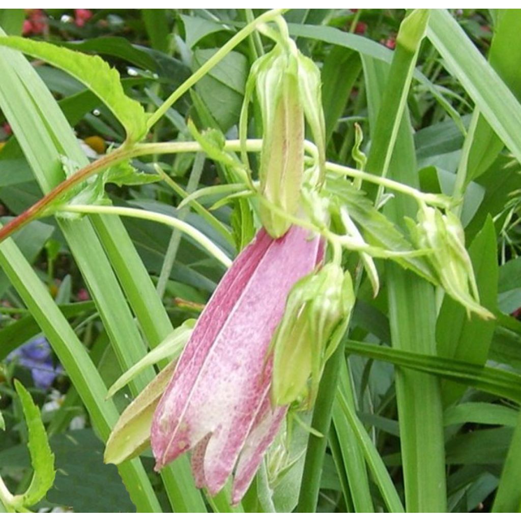 Campanula takesimana Elisabeth - Koreaans klokje