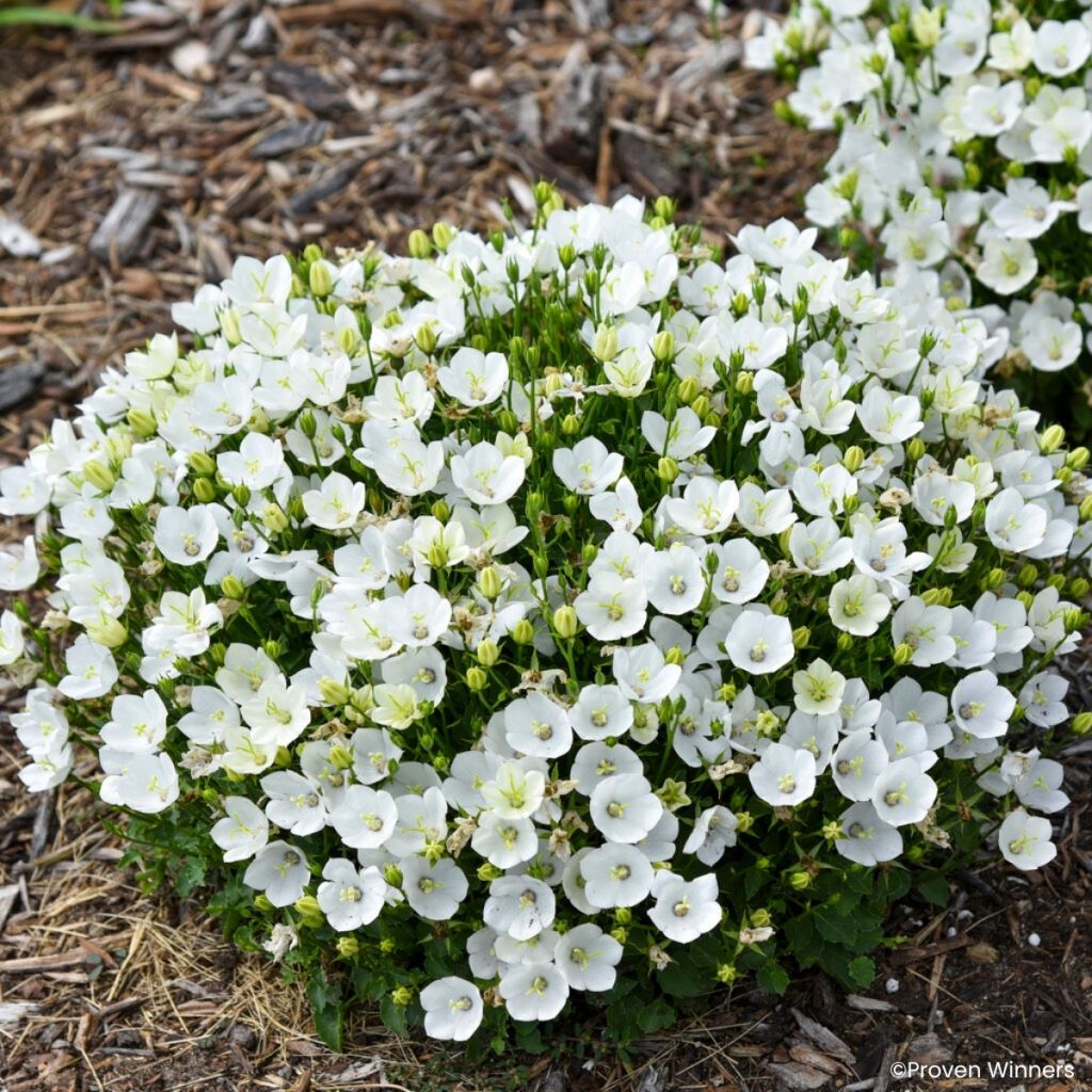 Campanula carpatica Mini Marvels Starbright - Karpatenklokje