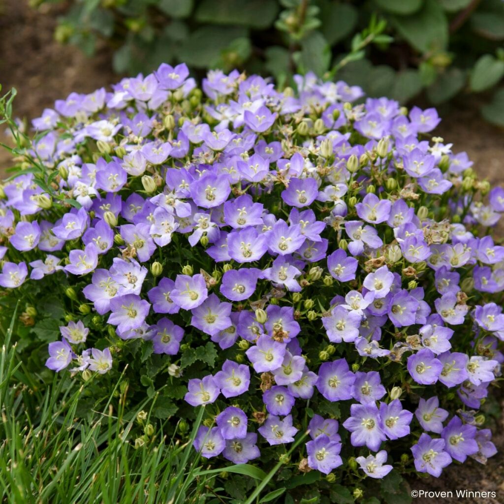 Campanula carpatica Mini Marvels Twilight - Karpatenklokje