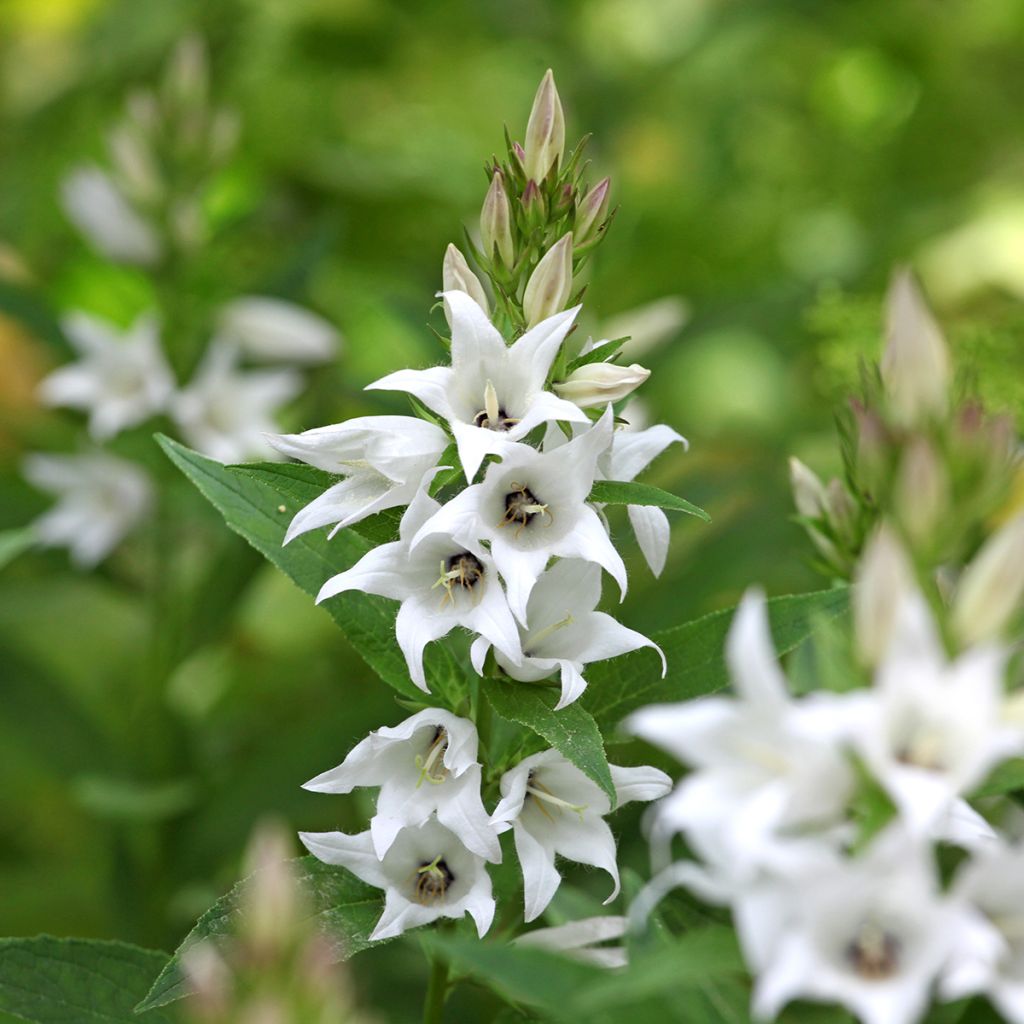 Campanula glomerata Genti White - Kluwenklokje