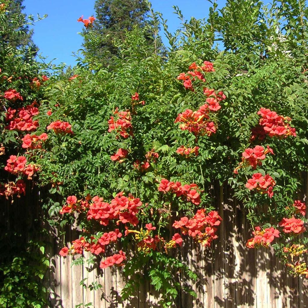 Bignone - Campsis tagliabuana Madame Galen