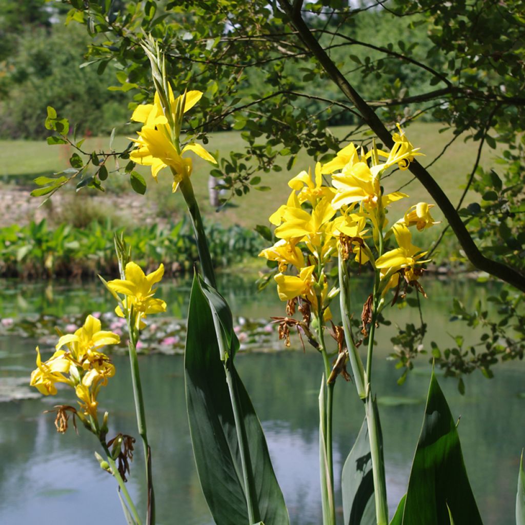 Canna glauca Ra - Watercanna
