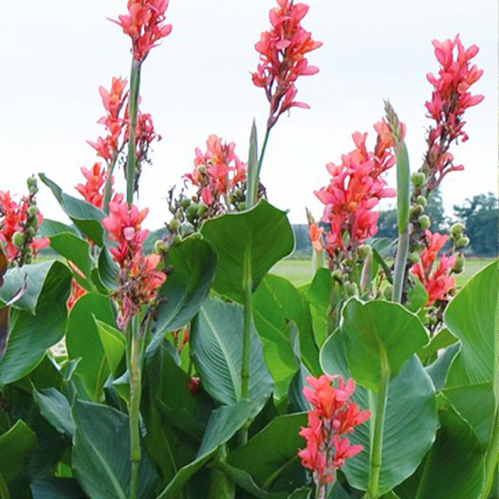 Canna Eden - Indisch bloemriet