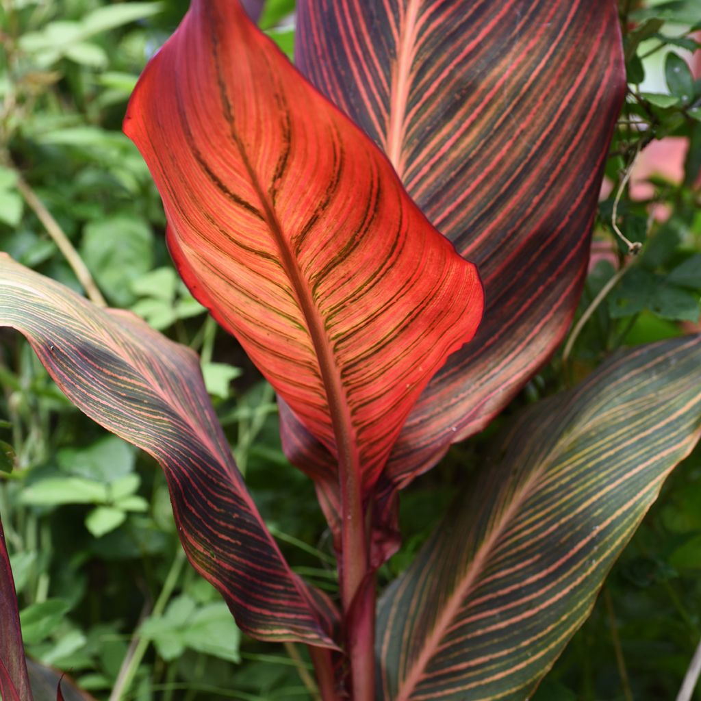 Canna Durban - Indisch bloemriet