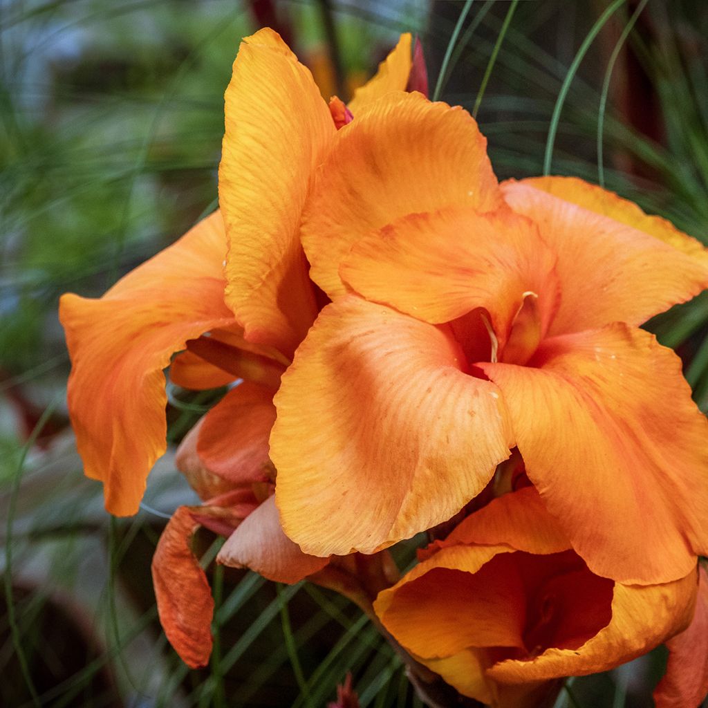 Canna Durban - Indisch bloemriet