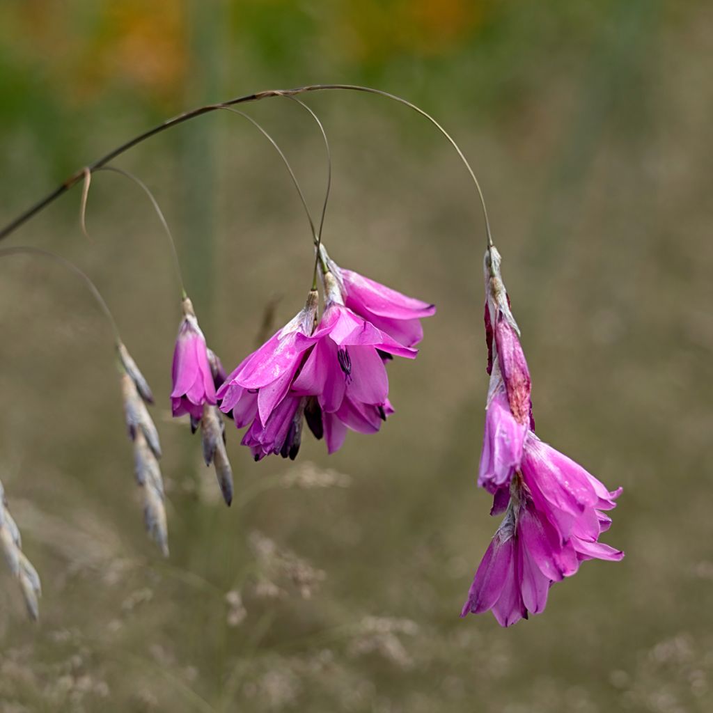 Dierama pulcherrimum - Engelenhengel