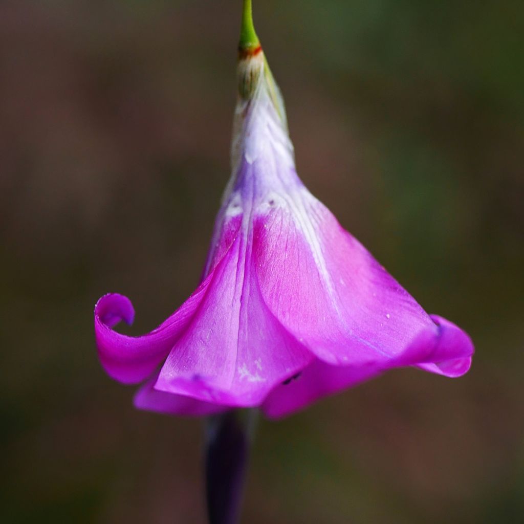 Dierama pulcherrimum - Engelenhengel