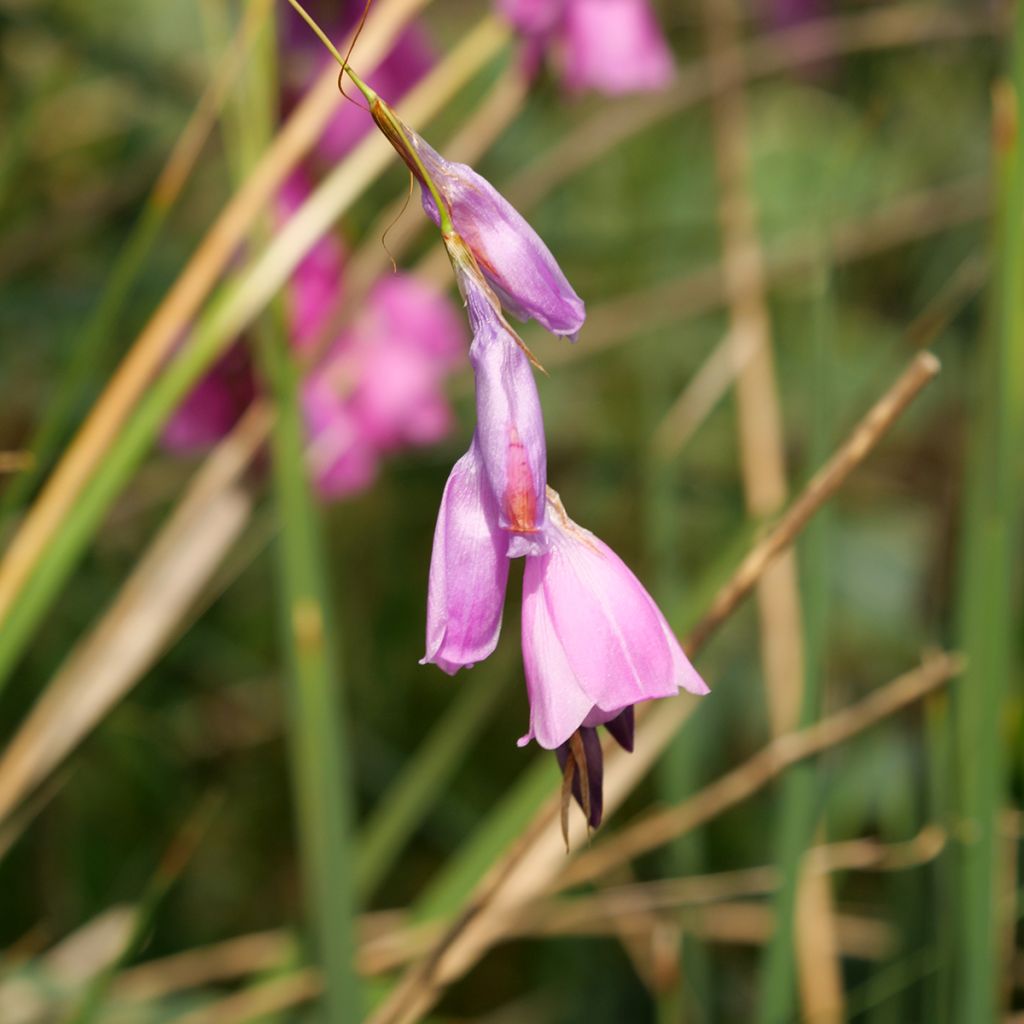 Dierama pulcherrimum - Engelenhengel