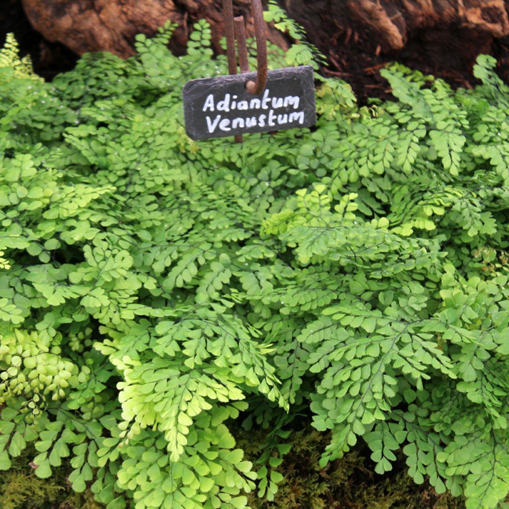 Adiantum venustum - Venushaar