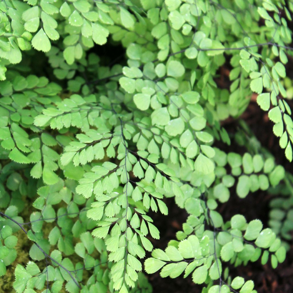 Adiantum venustum - Venushaar