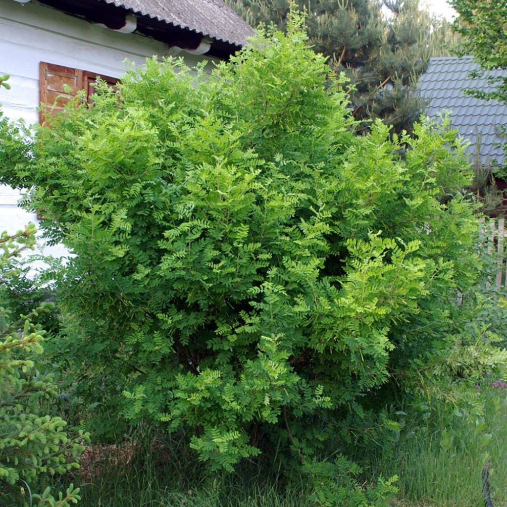 Caragana arborescens - Erwtenstruik