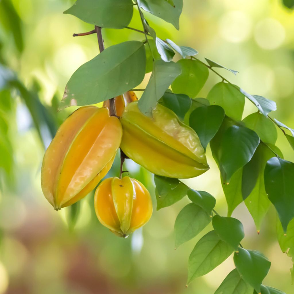 Stervrucht - Averrhoa carambola Arkin