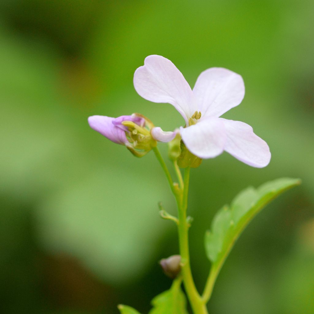 Cardamine bulbifera - Bolletjeskers