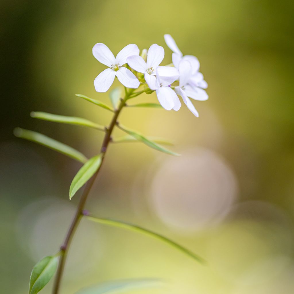 Cardamine bulbifera - Bolletjeskers