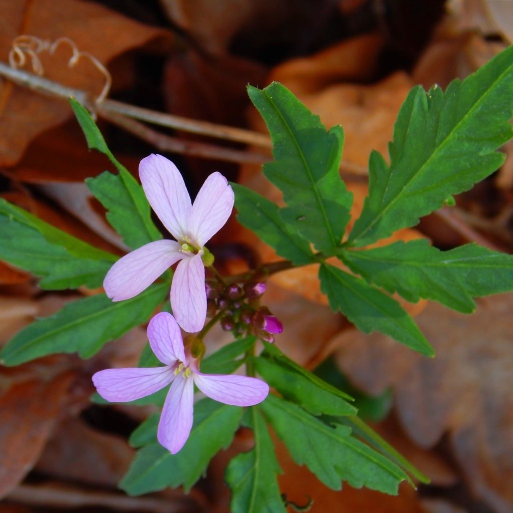Cardamine quinquefolia - Veldkers
