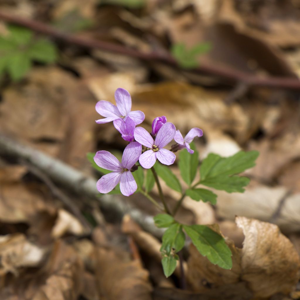 Cardamine quinquefolia - Veldkers