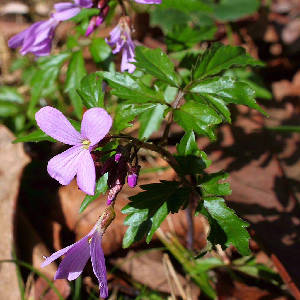 Cardamine quinquefolia - Veldkers
