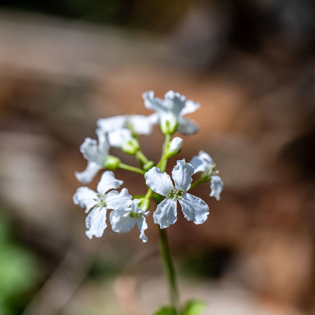 Cardamine trifolia - Veldkers