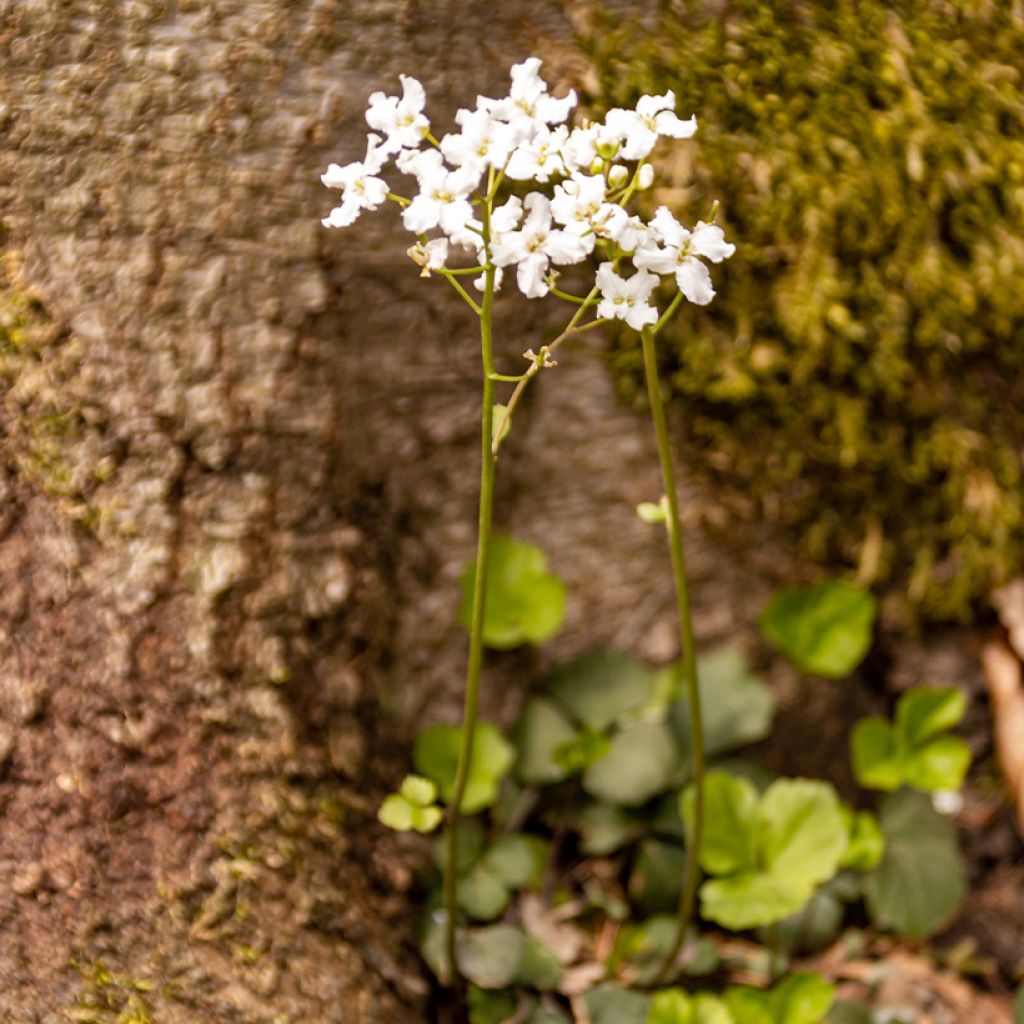 Cardamine trifolia - Veldkers