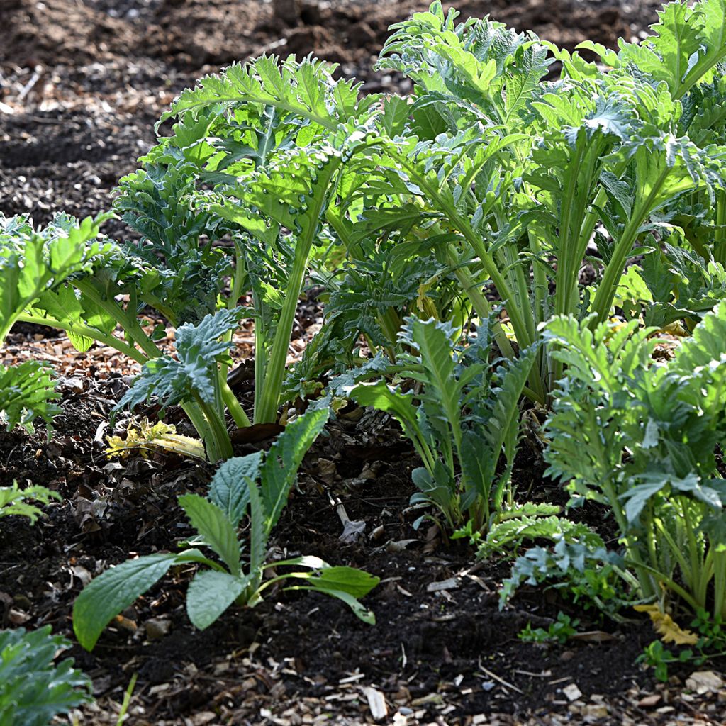 Kardoen Rouge d'Alger